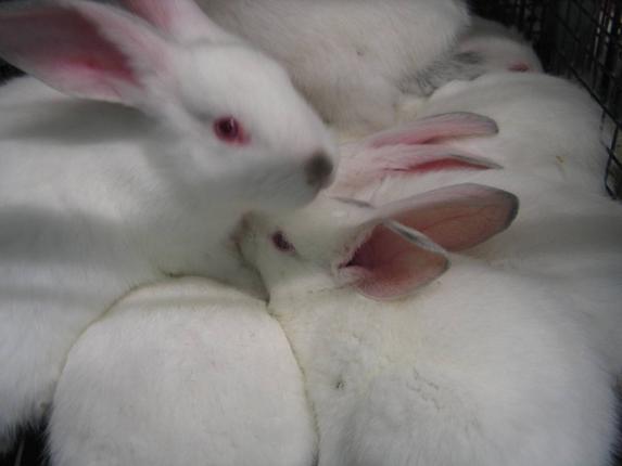 Lapins d'élevage - Les députés européens se prononcent pour la fin des lapins en cage