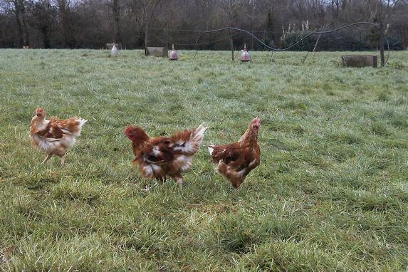 Influenza aviaire - Un arrêté signe la fin de l'épizootie de grippe aviaire