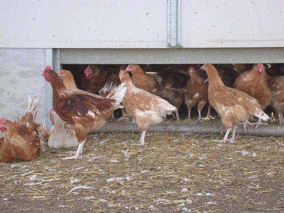 Grippe aviaire : abattage des palmipèdes en parcours extérieur dans le Sud-Ouest