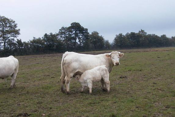 Viande bovine : une hausse de 80 000 téc sur le marché européen en six mois (Idele)