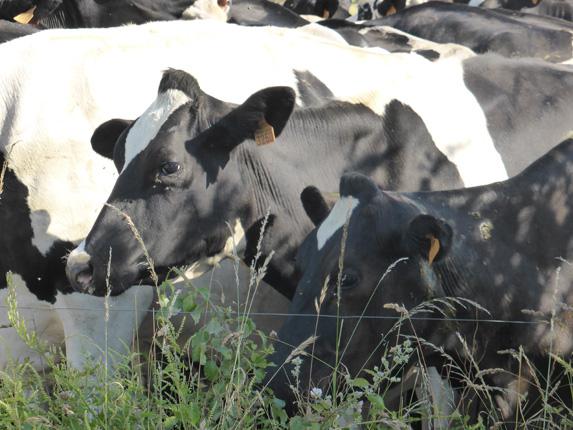 Aides Pac - Une baisse de 1150€ pour une exploitation laitière de 100 ha (FNPL)