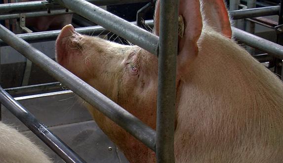 Porc: les abattages français en recul de 3% en septembre