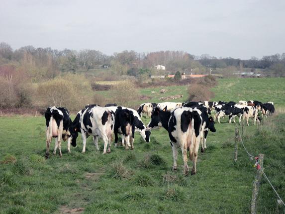 Réduction volontaire de la production laitière : attention