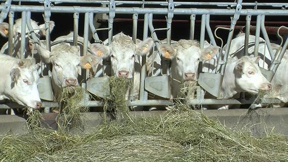Viande bovine : la première entreprise française agréée pour exporter vers les USA
