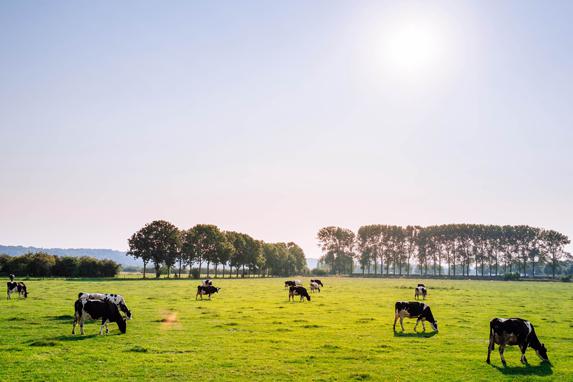 Crise laitière - Il y a un écart de plus en plus grand dans notre sociétariat