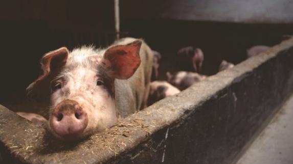 Porc - Abattages quasi-stables en mai, consommation en fort recul en avril