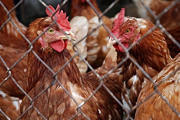 Influenza aviaire - Fin du vide sanitaire, reprise progressive de la production