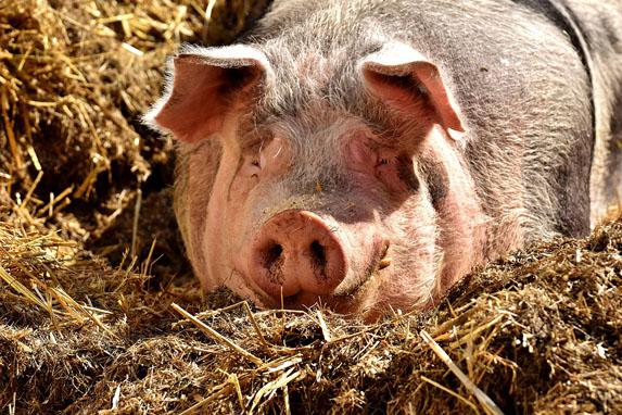 Porc - Des prix de novembre en recul de 9,2 % par rapport à l'année dernière