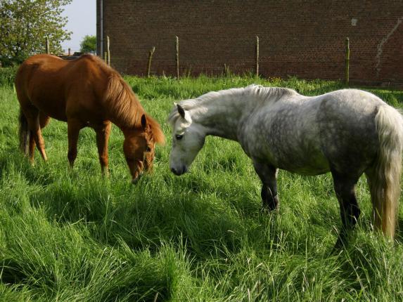Viande - Un vaste réseau européen de trafic de viande de cheval a été démantelé