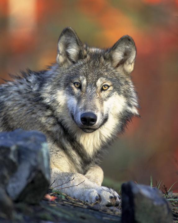 FNO - Demande de la publication de l'arrêté autorisant la destruction des loups