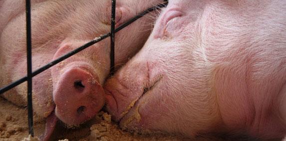 Porc: le cadran de Plérin repasse au-dessus de la barre symbolique des 1,40€/kg