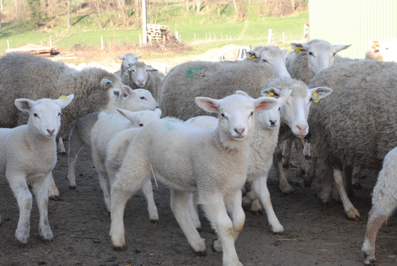 Ovins - L'Europe continue de soutenir la communication sur la viande ovine