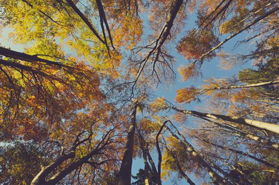 Bois - La 4e journée internationale des forêts promeut les atouts du bois-énergie