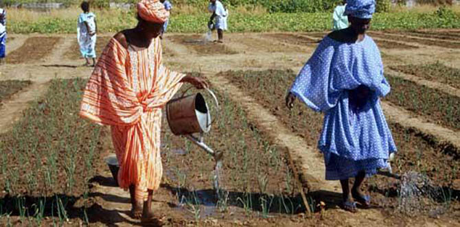 Afrique : la coopération agricole française lance 10 propositions