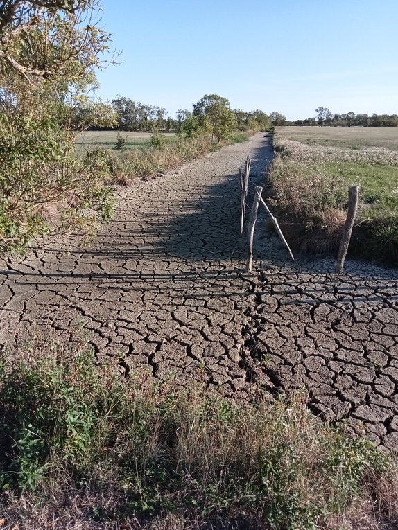 Sécheresse - Indemnisations pour les pertes de fonds sur les prairies suite à la sécheresse de 2022