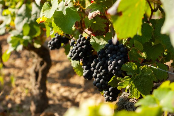 Loire atlantique : Viticulture - Le nouveau référentiel économique du vigneron est sorti