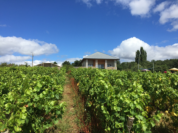 COVID-19 – Exonération et remise partielle de cotisations pour les employeurs de la filière viticole