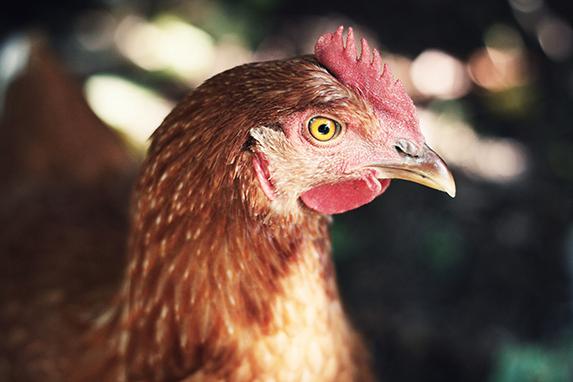 Influenza aviaire - Enlèvements des fumiers-lisiers-fientes : modalités 