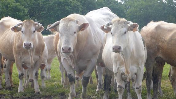 Loire-Atlantique - Groupe d’échanges pour les jeunes éleveurs allaitants