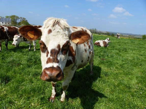 Conjoncture laitière - La reprise de la collecte interrompue en France début octobre