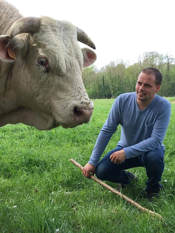 Vendée - Tech'élevage : la vente aux enchères des charolais se réinvente sur le net