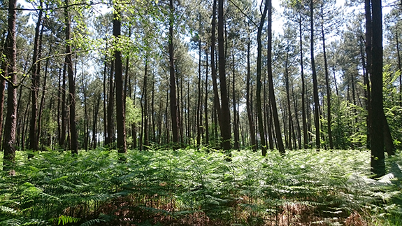 Pays-de-le-Loire - La filière forêt-bois regarde vers l’avenir