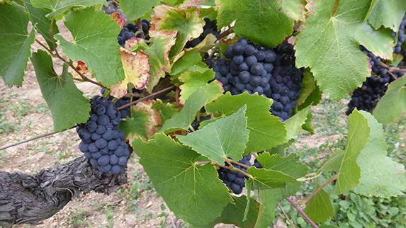 Genopole - Le prix des start-up agricoles décerné à un appareil d'auto-analyse du vin