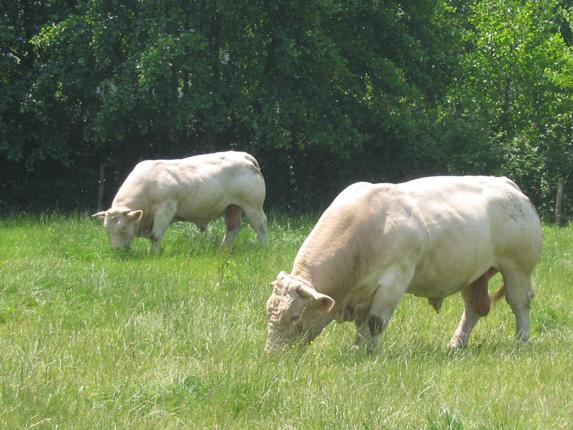 Mortalité des animaux de rente - Surveillance des mortalités en élevage bovin