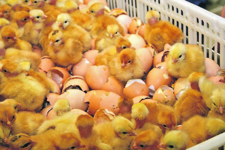 Influenza aviaire - Aide économique Influenza aviaire : enfin disponible