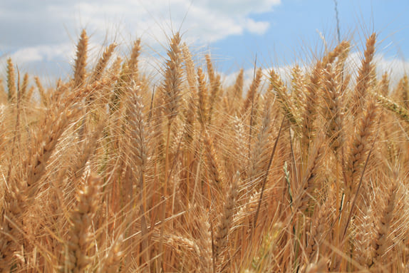 Loire-Atlantique : Agronomie - Le choix variétal comme principe fondamental de la lutte contre les maladies du blé