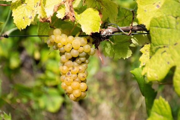 Paris : Viticulture - CGA des vin : carton plein pour le Vignoble nantais