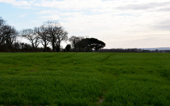Loire-Atlantique : Assurance récolte  - Derniers jours pour assurer ses prairies et cultures de printemps