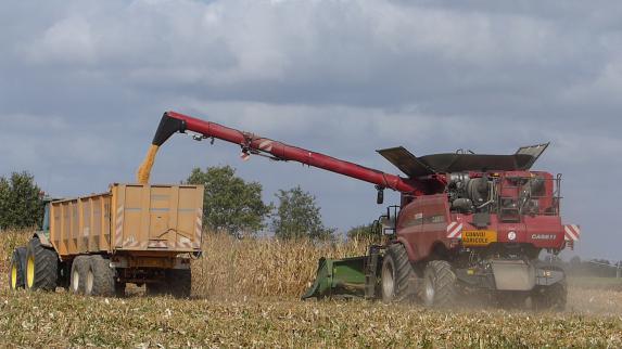 Loire-Atlantique - La saison des maïs n'est pas terminée