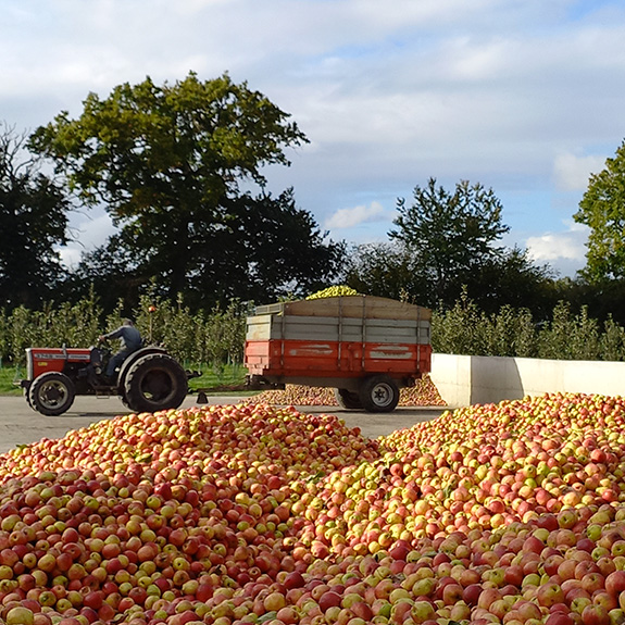 Loire-Atlantique - Une récolte de pommes à cidre en accéléré