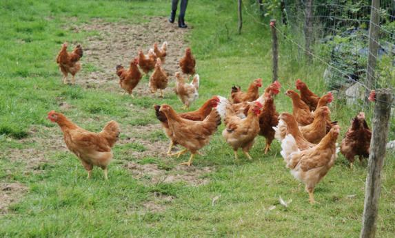 [COVID-19] France - Toutes les filières avicoles mobilisées pour nourrir les français durant la crise
