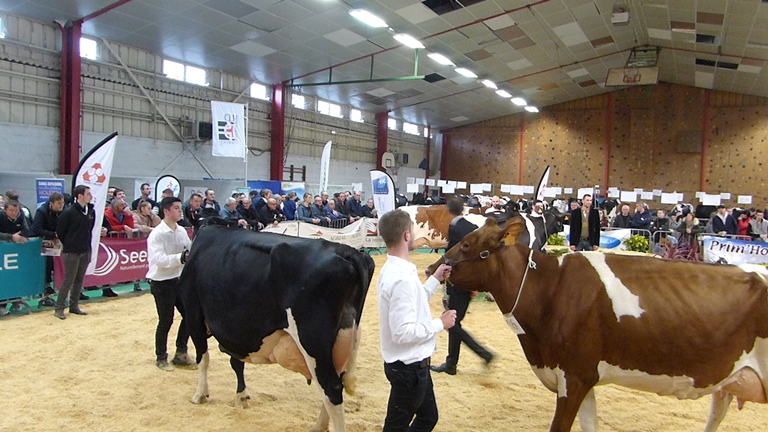 Concours départemental Prim'Holstein