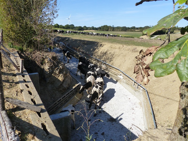 Loire-Atlantique - A Chauvé, les vaches cheminent sous la route