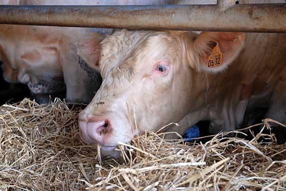 MERCOSUR / CETA - Le point de rupture est atteint pour les éleveurs bovins