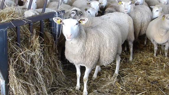 PAC 2019 - Les aides ovine et caprine revues à la hausse
