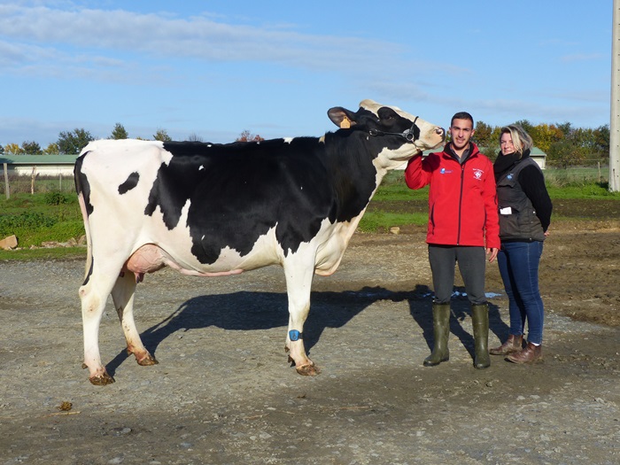 Loire-Atlantique - Mahara se prépare pour le prochain concours départemental Prim'Holstein